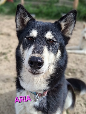 Aria